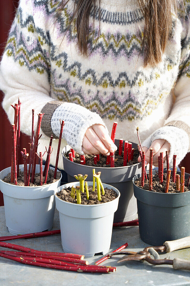 Propagation of plants by twigs in dogwood pots