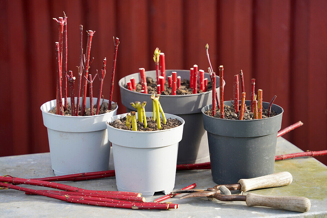 Dogwood branches in flower pots and secateurs on table in front of red wall