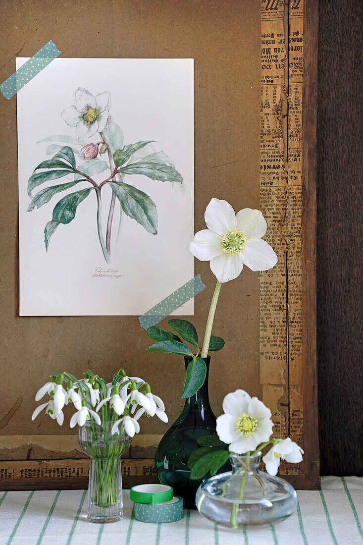 Snowdrops and Christmas roses in vases, botanical drawing