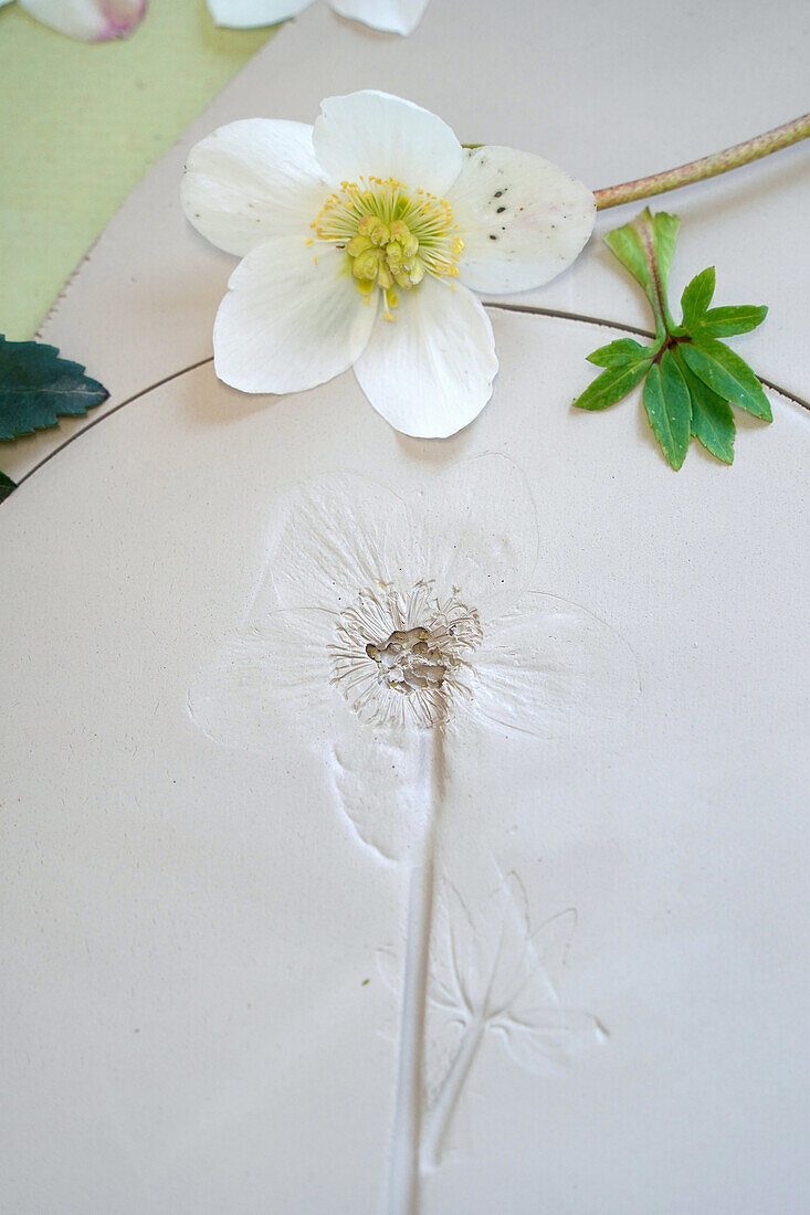 Creative floral print on clay with Christmas rose