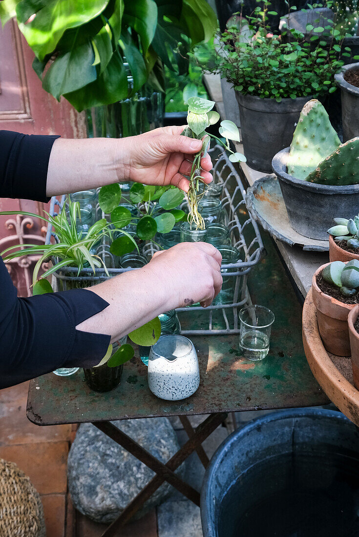 Plant cuttings are placed in glasses with water