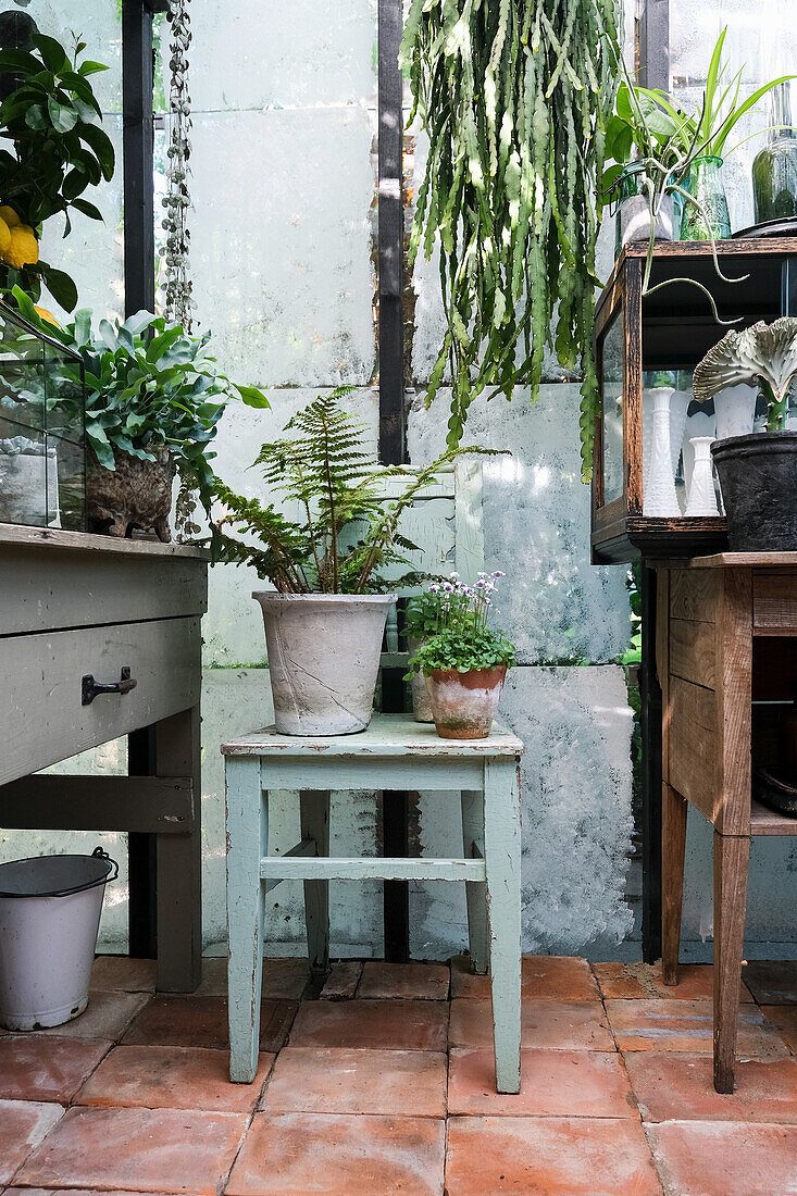 Plant arrangement in a rustic greenhouse with terracotta tiles