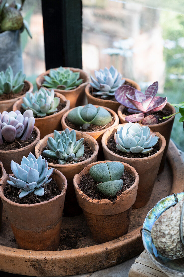 Various succulents in terracotta pots on a tray