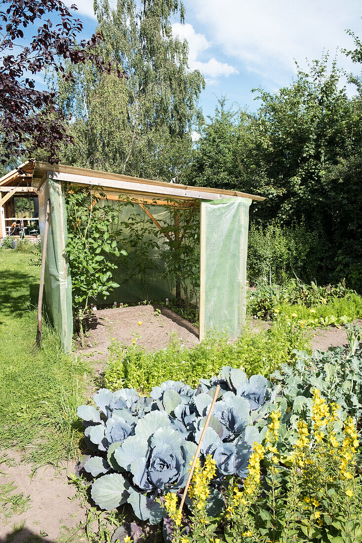 Gemüsegarten mit Gewächshaus, Rotkohl und Königskerze im Vordergrund