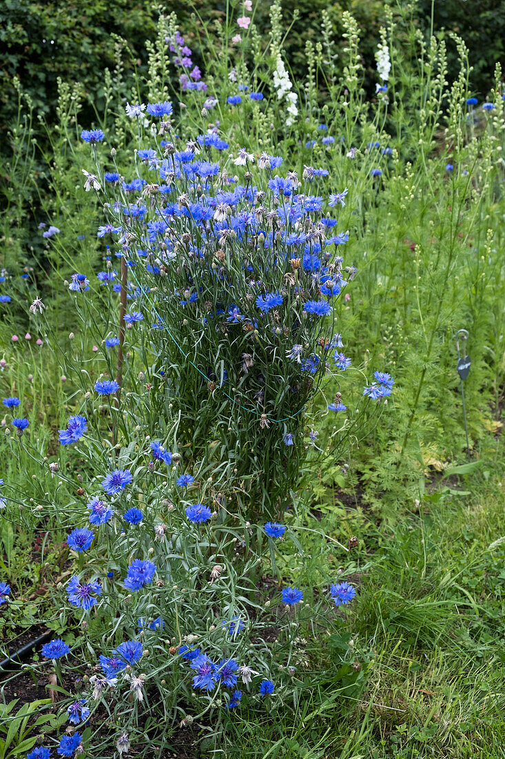 Kornblumen (Centaurea cyanus) im Sommergarten