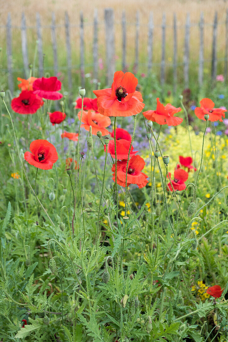 Klatschmohn im Sommergarten vor rustikalem Holzzaun