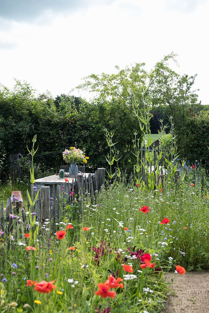 Blühende Sommerwiese mit Mohnblumen und Tisch im Bauerngarten