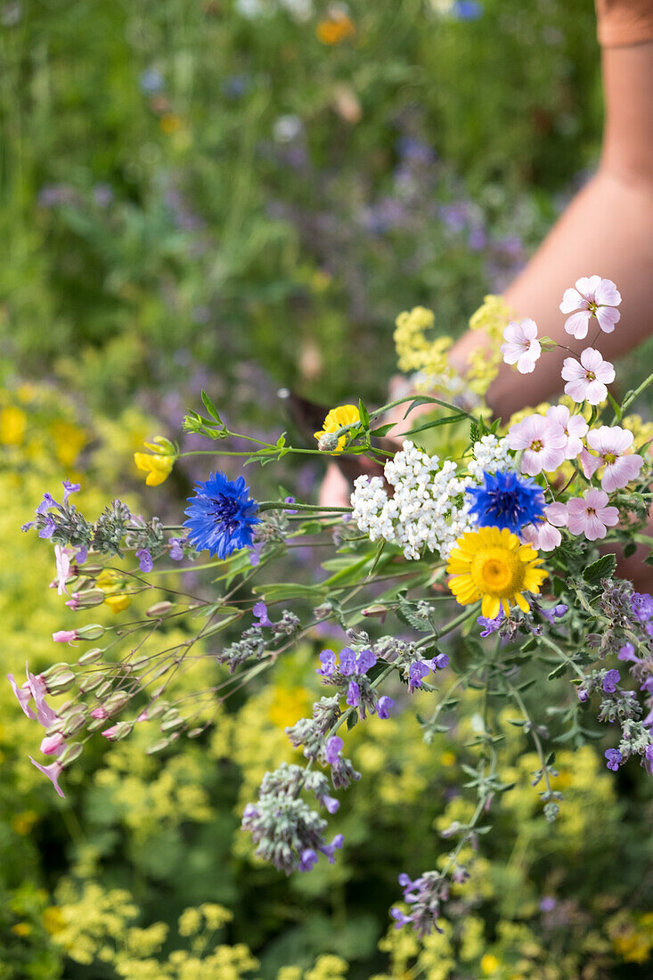 Colourful bouquet of meadow flowers