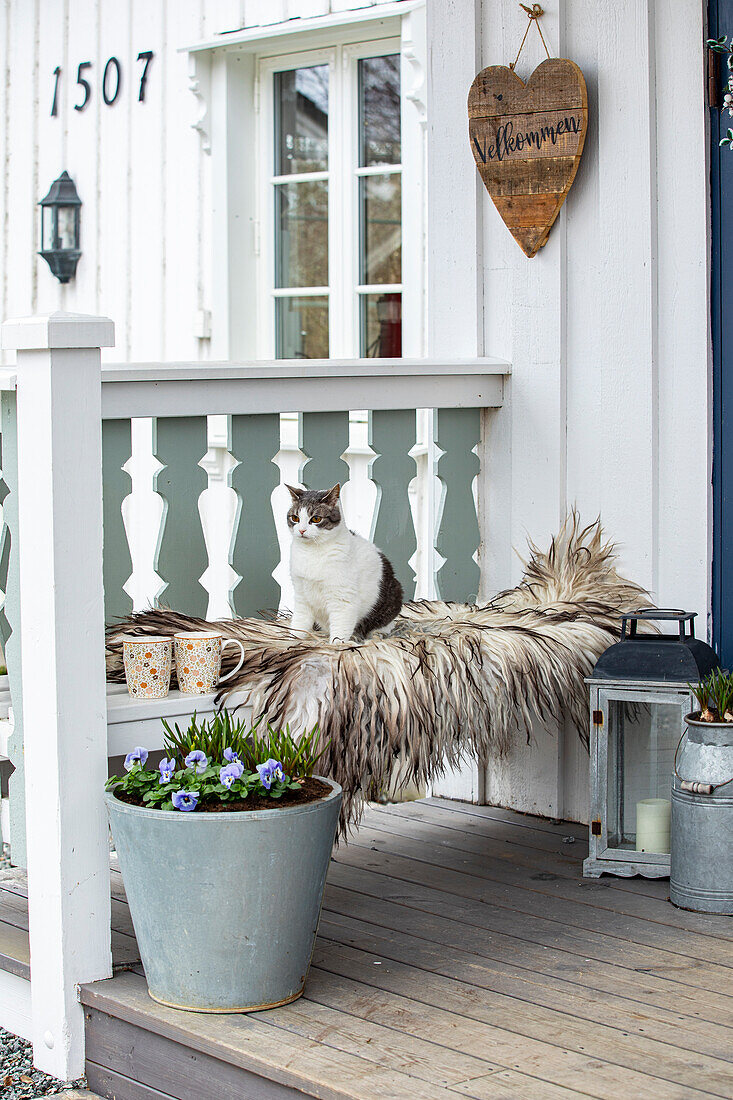 Veranda mit Katze auf Fell, Blumen und Laterne