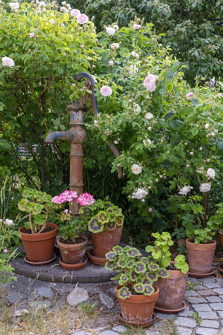 Flowering rose bushes and plants in clay pots around an old water pump in the garden