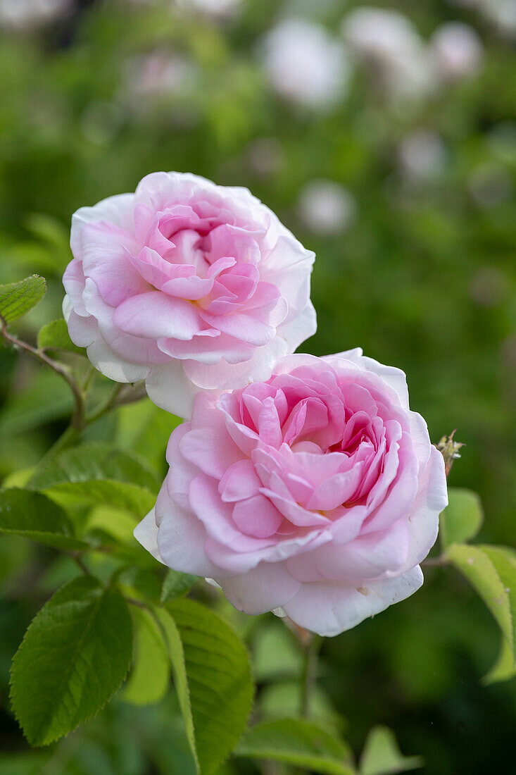 Two Damask roses in the garden