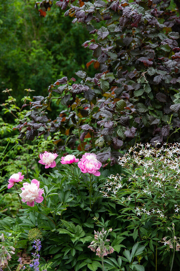 Peonies and starry cloud flower in a summer garden bed