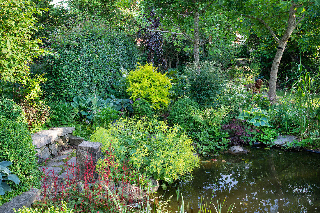 Garden with pond and diverse shrubs in summer