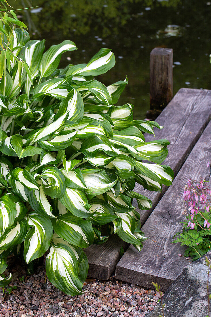 Hosta plant with green and white leaves on the pond bank