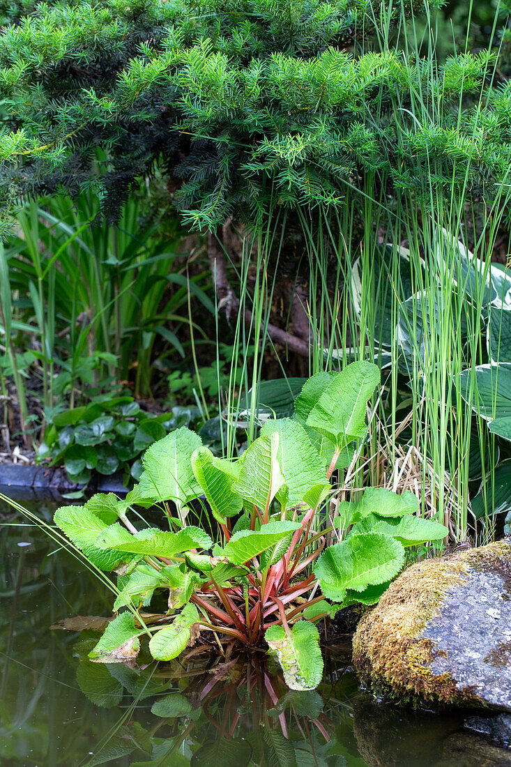 Pond landscape with stones and aquatic plants