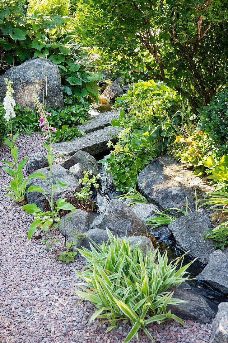 Steingarten mit Bachlauf und bunten Gladiolen (Gladiolus) im Sommer