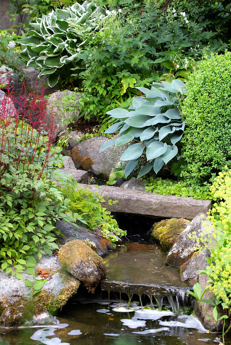 Small waterfall in a lush rock garden with hosta plants