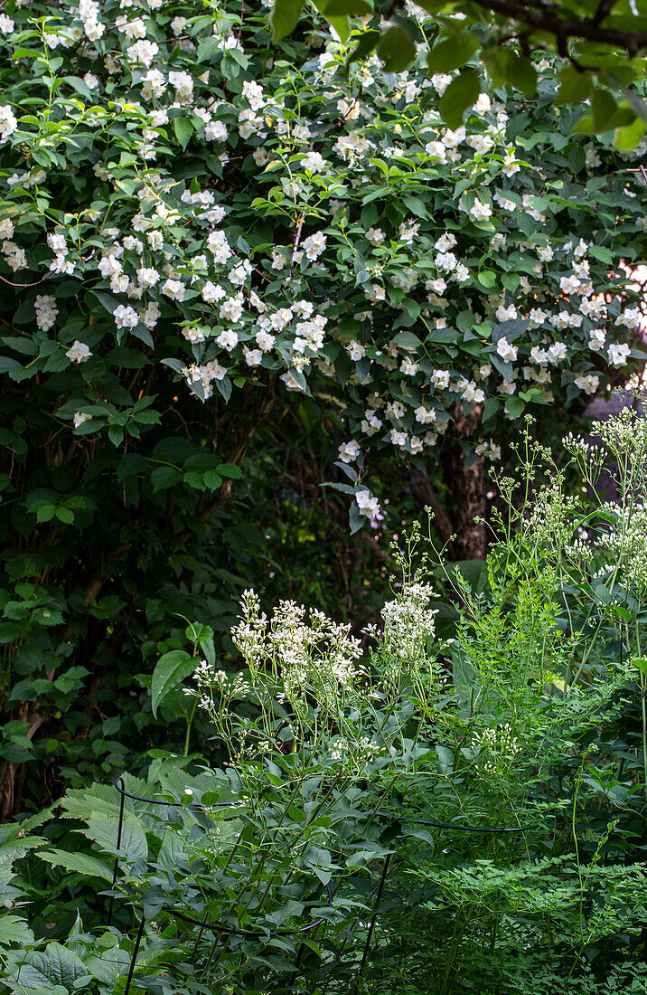 Flowering jasmine bush in the summer garden