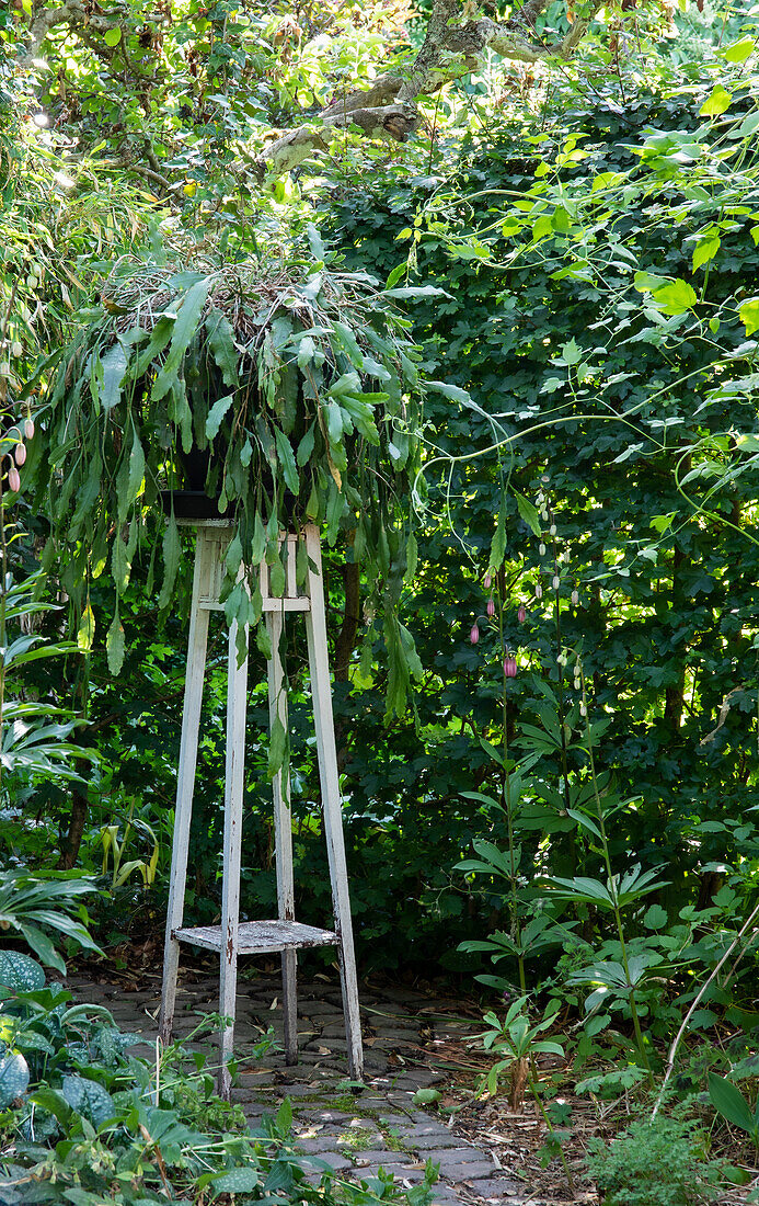 Hoher Pflanzenständer mit Farn im üppigen Garten