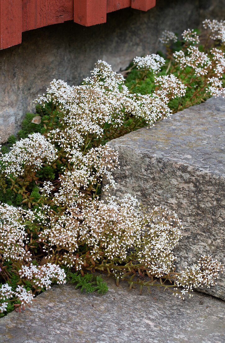 Weißer Mauerpfeffer zwischen Steintreppen am Haus