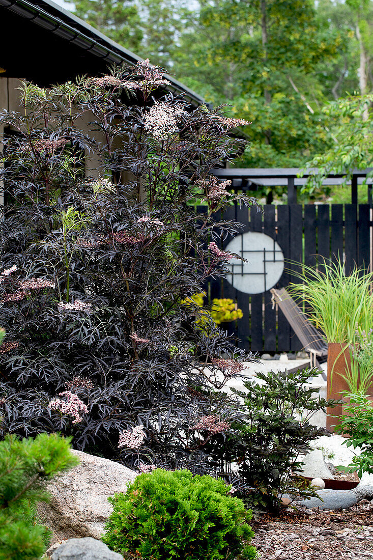 Japanese-inspired garden with black wooden fence and ornamental shrubbery