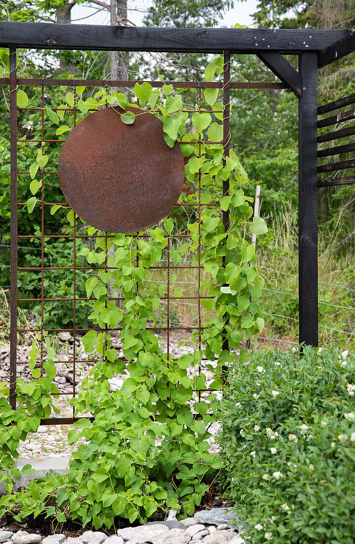 Rankgitter im Garten mit Kletterpflanzen und Metallornament