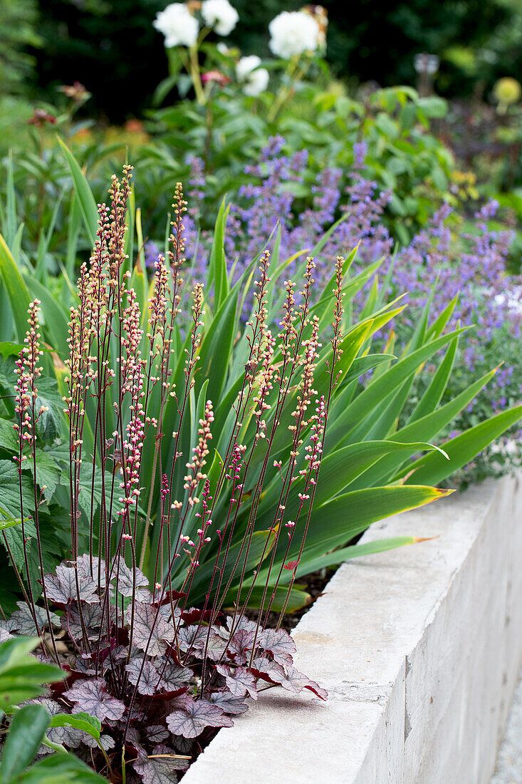 Perennial bed with Heuchera and companion plants in the summer garden