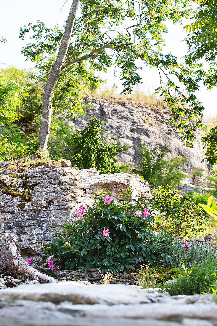 Rhododendron mit rosa Blüten vor einer Felswand im sommerlichen Garten