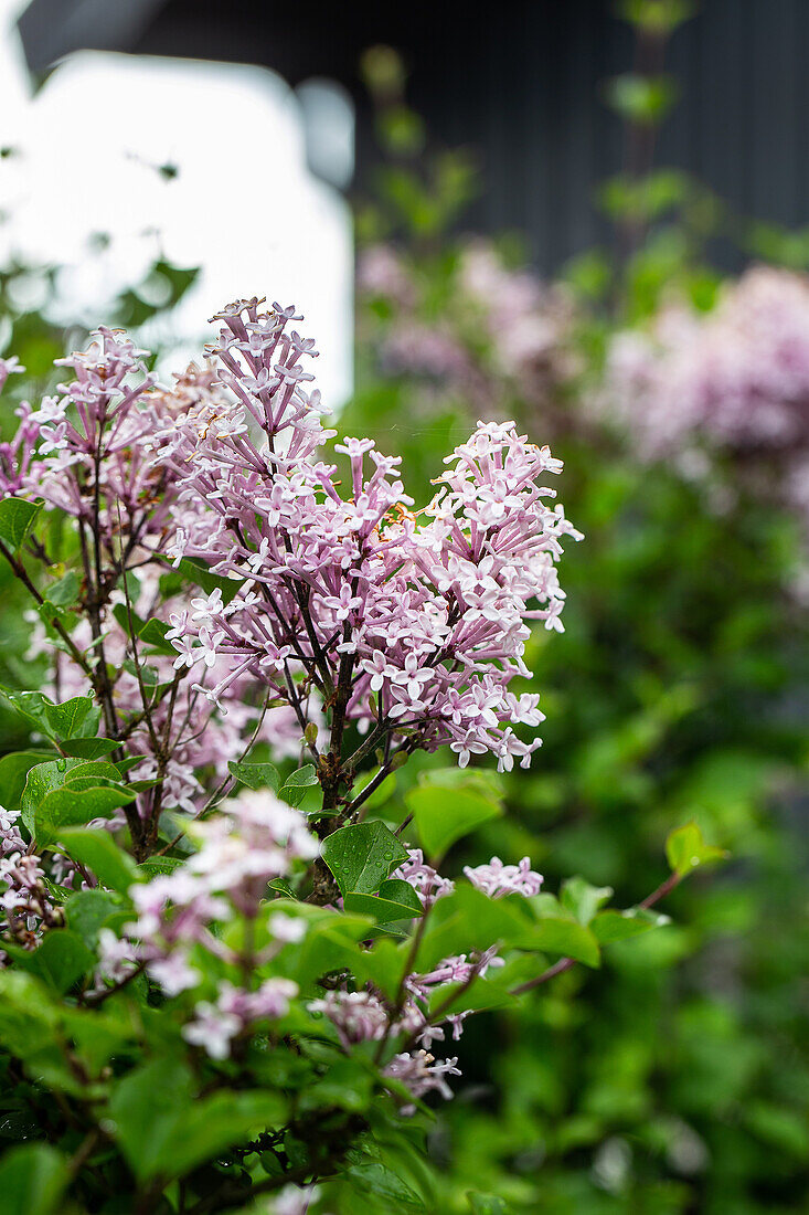 Lilac in bloom in the spring garden