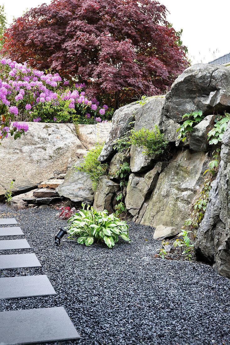 Steingarten mit Hostapflanze und blühendem Rhododendron