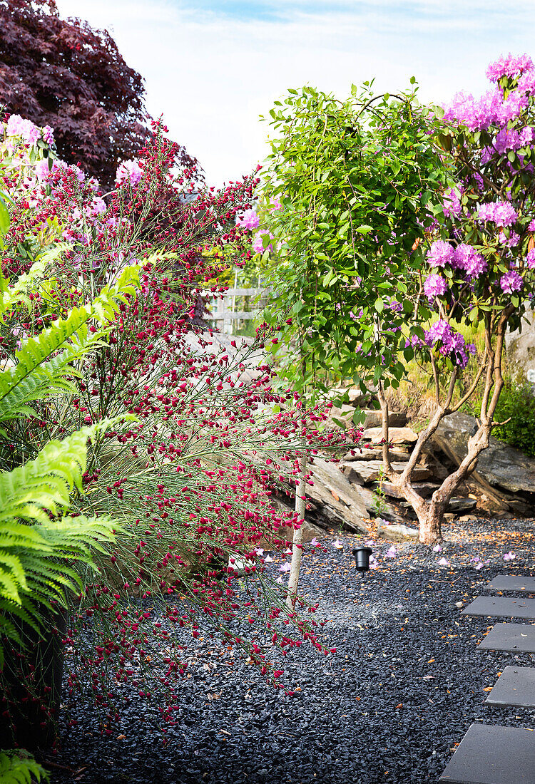 Blühender Garten mit Rhododendron und Kiesweg im Frühling