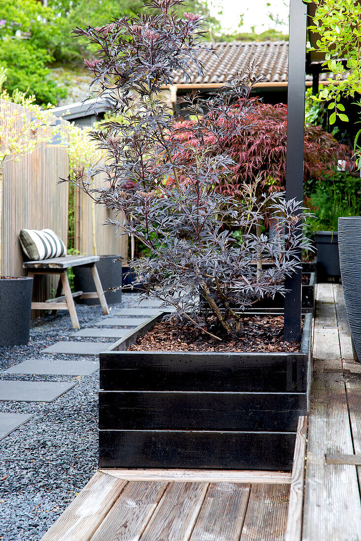 Terrace with wooden floor and black planters, ornamental shrubs and bench