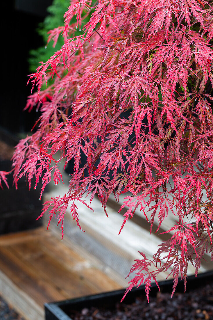 Roter Fächerahorn (Acer palmatum) im Pflanzkübel auf der Terrasse