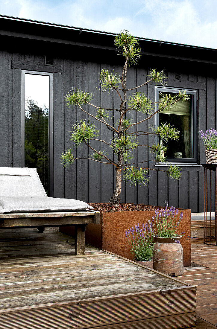 Terrace with pine tree in Corten steel planter and lavender bushes in pots