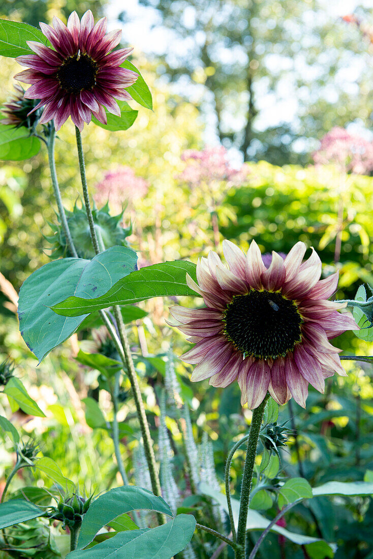 Zweifarbige Sonnenblumen (Helianthus) im sommerlichen Garten