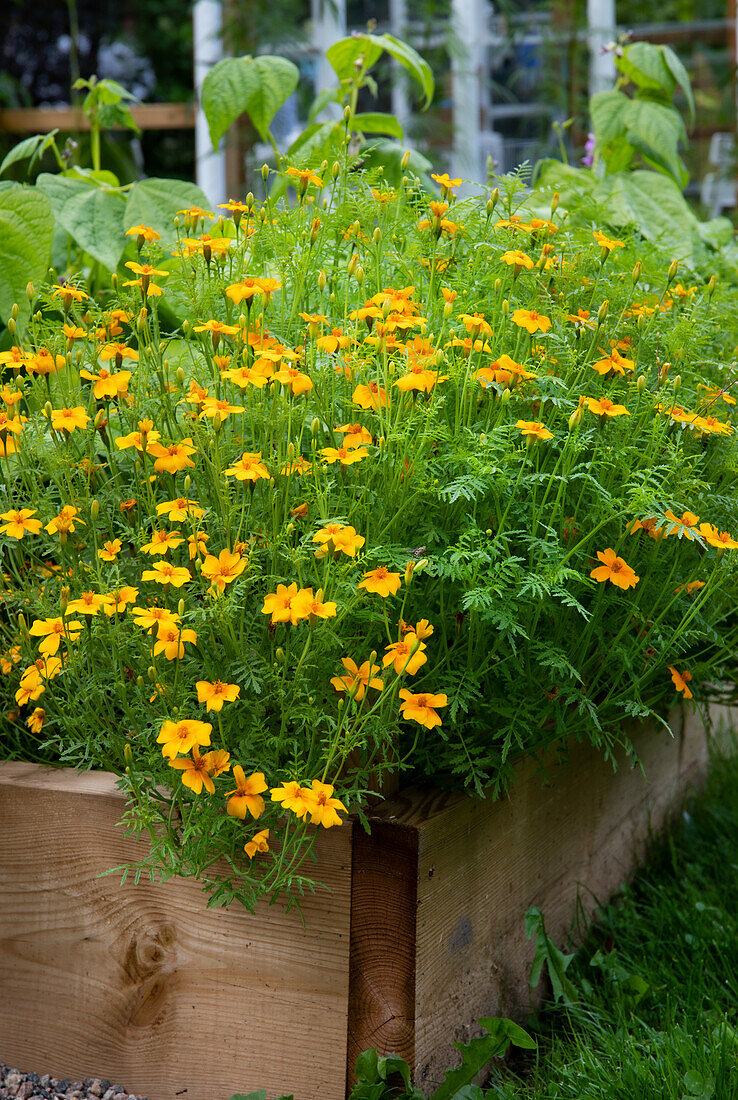 Yellow marigolds (Tagetes) in the wooden raised bed in the summer garden