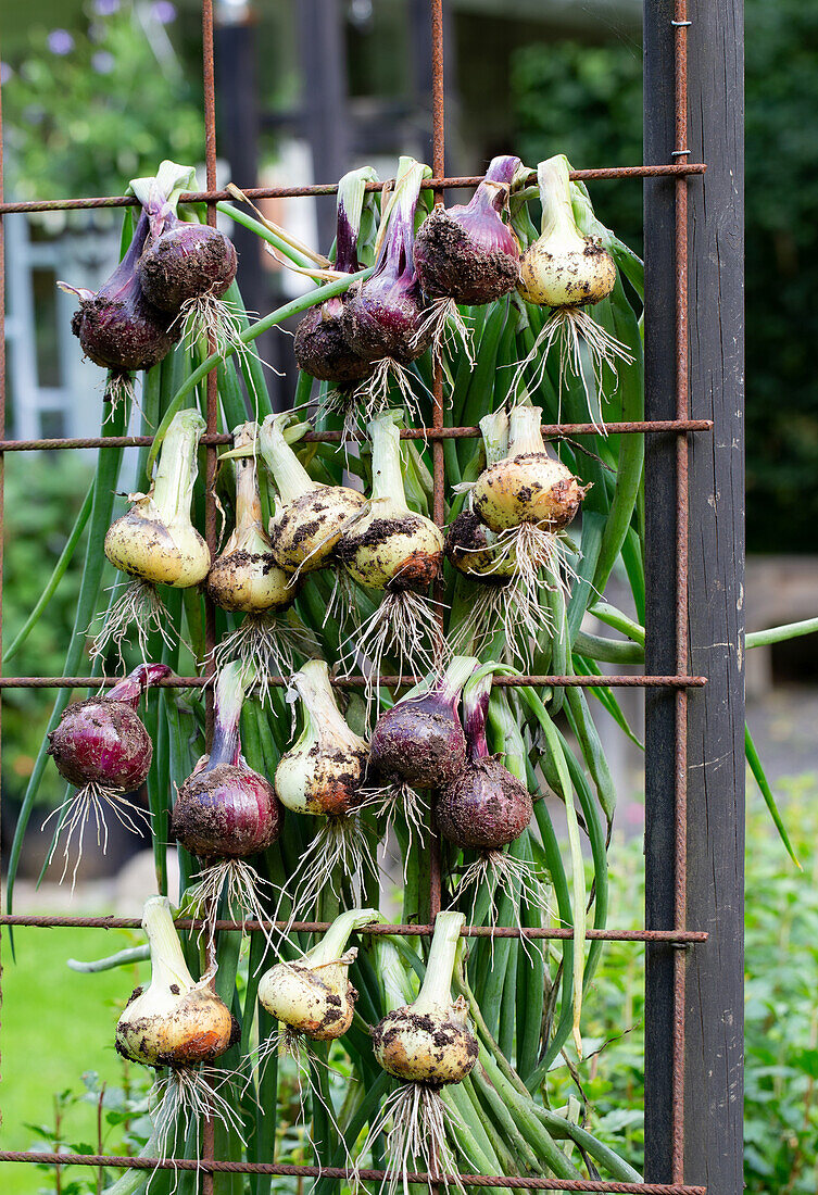 Harvested onion bulbs drying on a metal grid