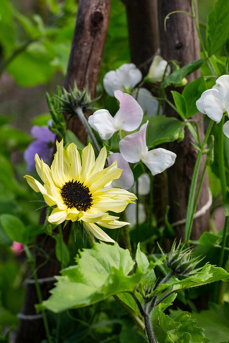 Yellow sunflower (Helianthus) next to fragrant vetches in the garden