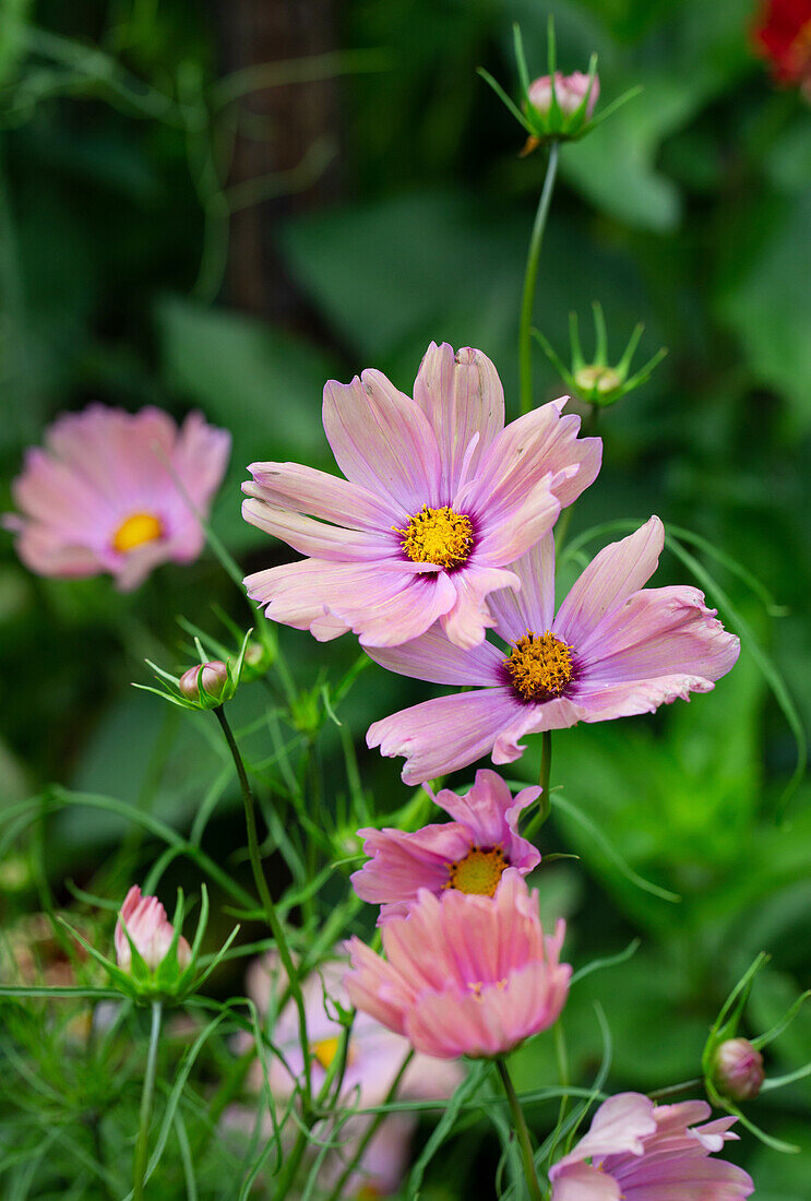 Pink ornamental basket (Cosmos bipinnatus) in the summer garden