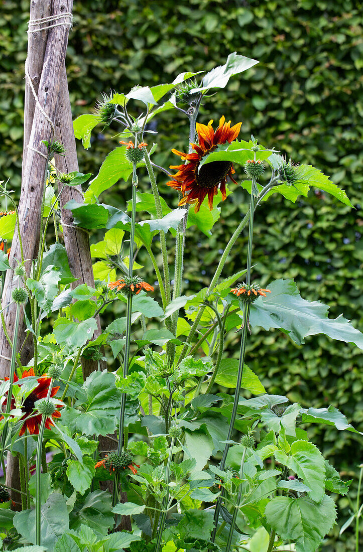 Bright sunflowers (Helianthus) in front of a green hedge