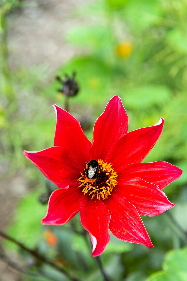 Red dahlia in the garden