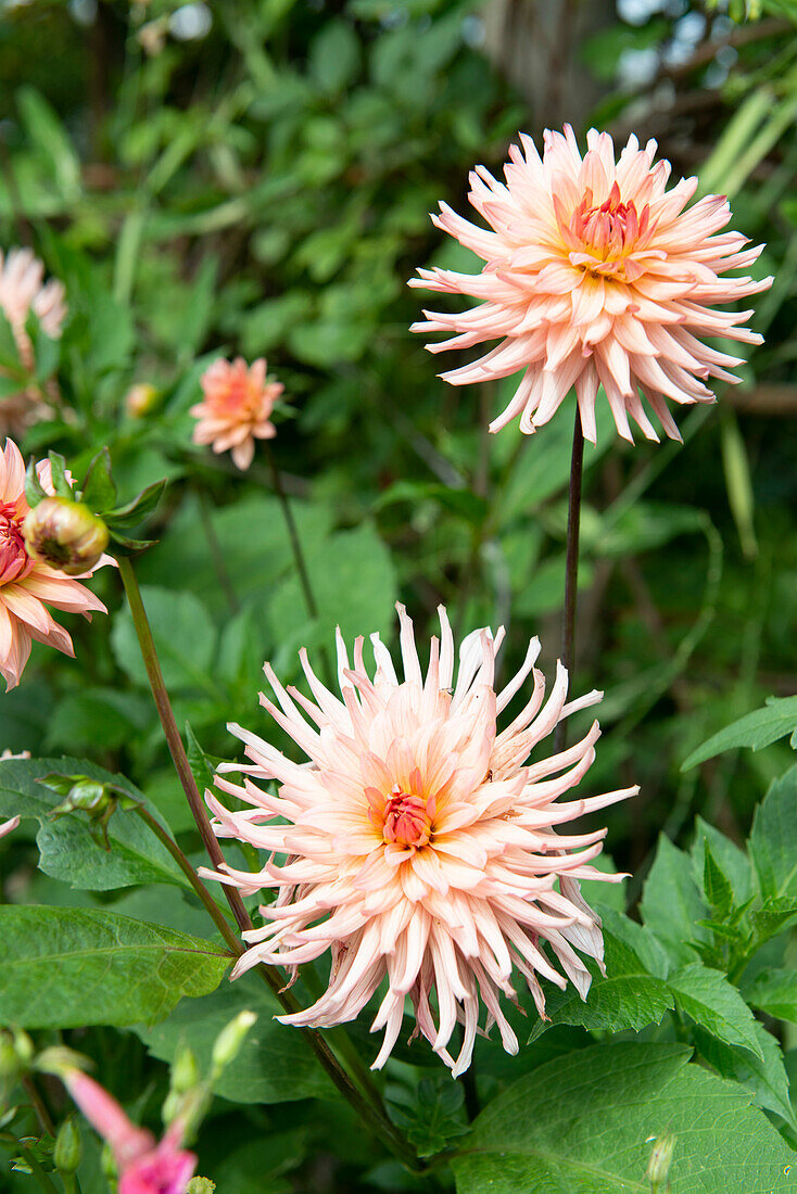 Dahlia in the summer garden