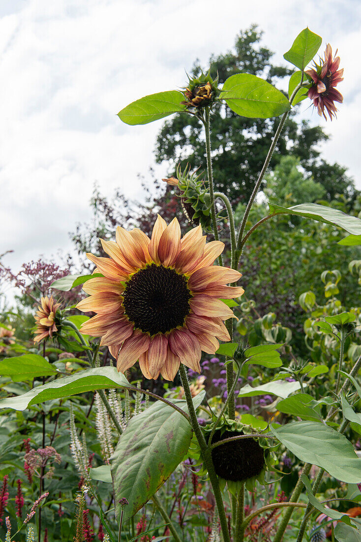 Sonnenblume (Helianthus) im sommerlichen Garten