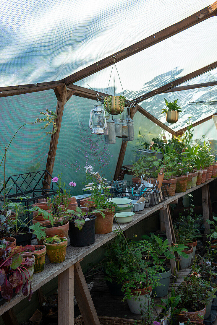 Many potted plants in a greenhouse