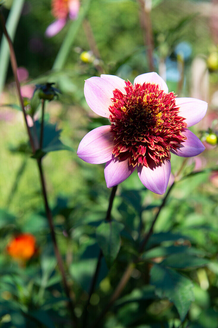 Charmante Dahlie (Dahlia) im sommerlichen Garten