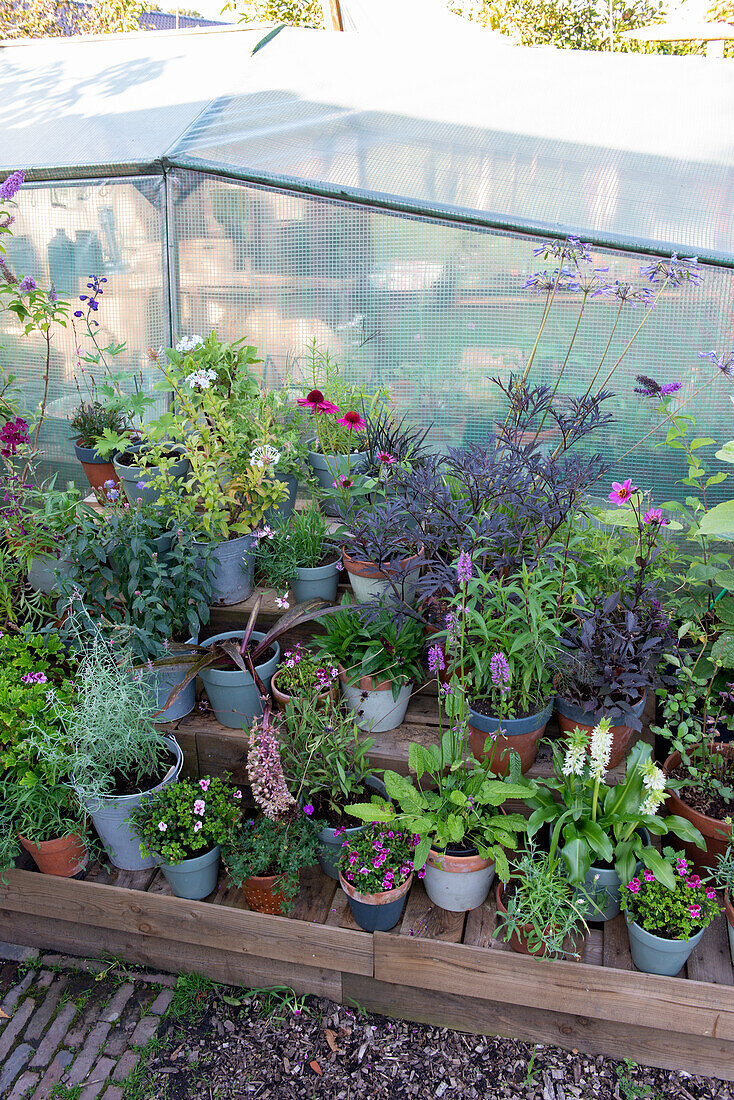 Diverse potted plants in front of a greenhouse in the garden