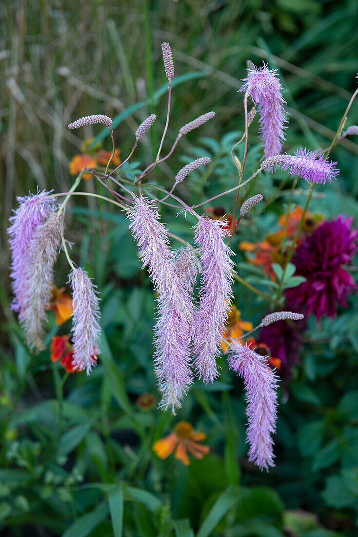 Meadow button (Sanguisorba) in front of colourful late summer flowers in the garden