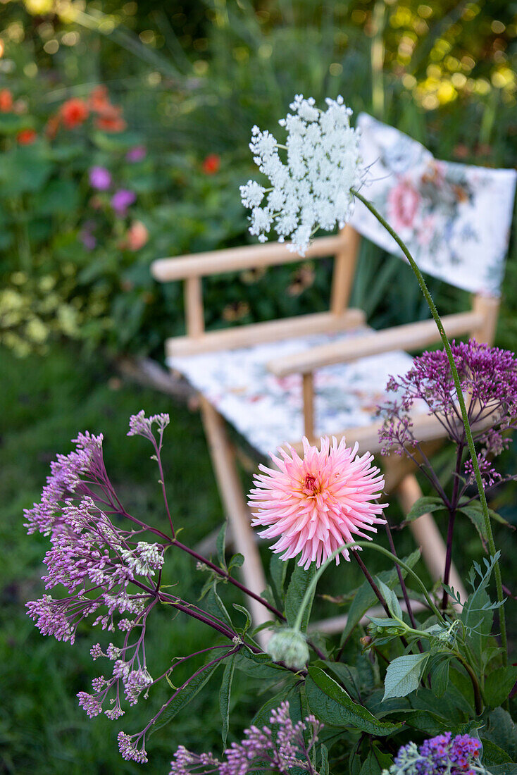 Ziergarten mit Stuhl und blühender Dahlie (Dahlia)