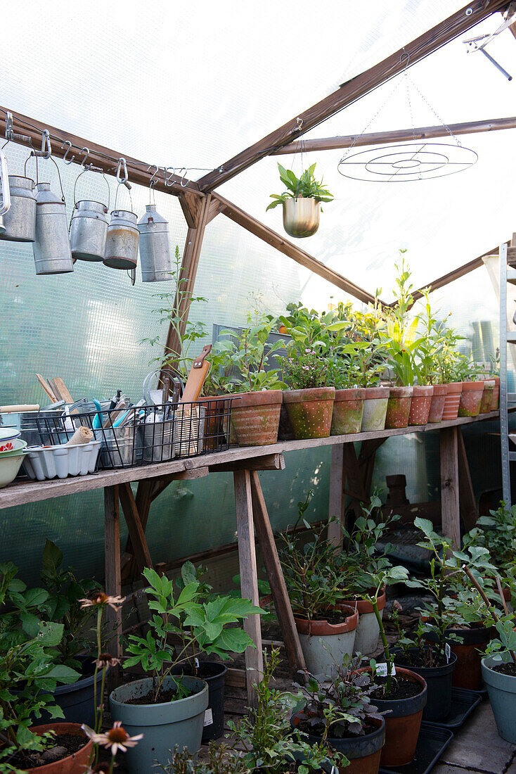 Greenhouse with potted plants and hanging milk cans