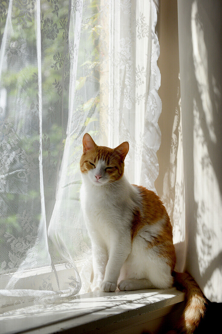 Katze sitzt auf Fensterbrett, Spitzengardinen